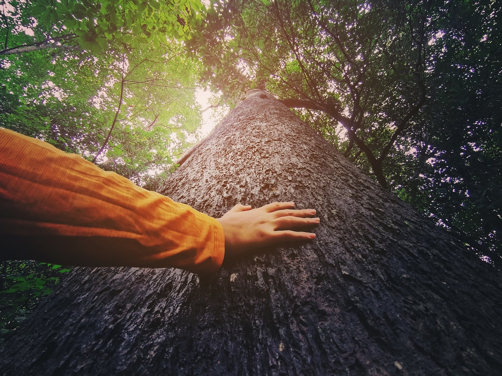 Svako drvo je drvo života, a 100 miliona stabala je potrebno da napravimo značajan iskorak u obnovi šumskog fonda u najugroženijim područjima