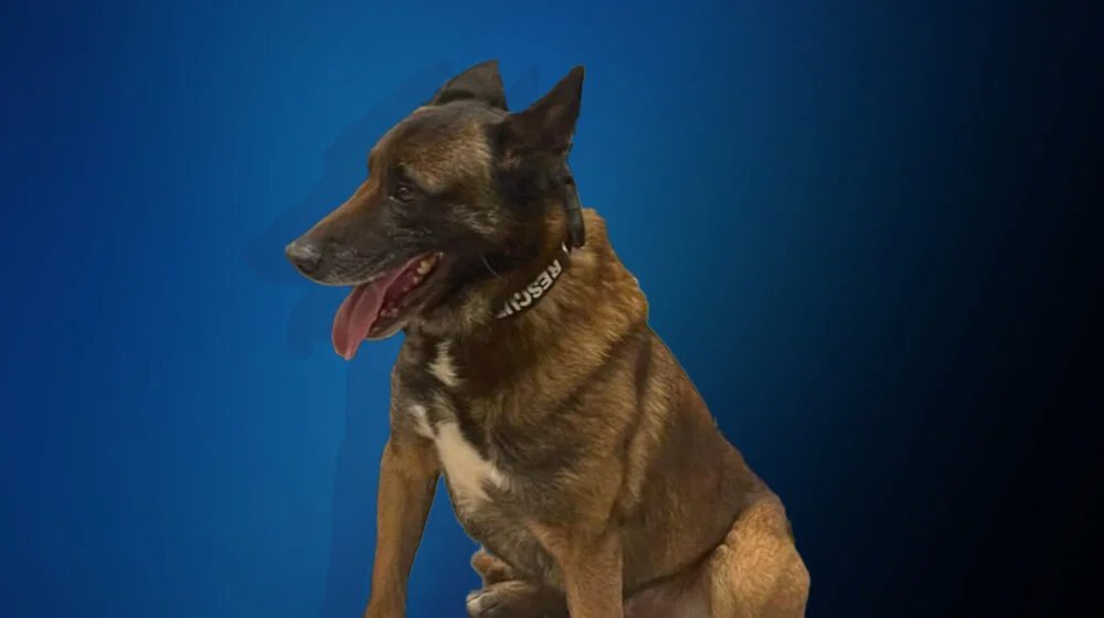 Kratkodlaki heroj: Ko je pas Zigi, koji je angažovan na traženju nestale djevojčice