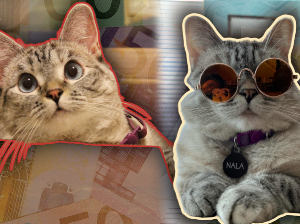 Ovo je Nala, najbogatija mačka na svijetu: "Teška" skoro 100 miliona evra