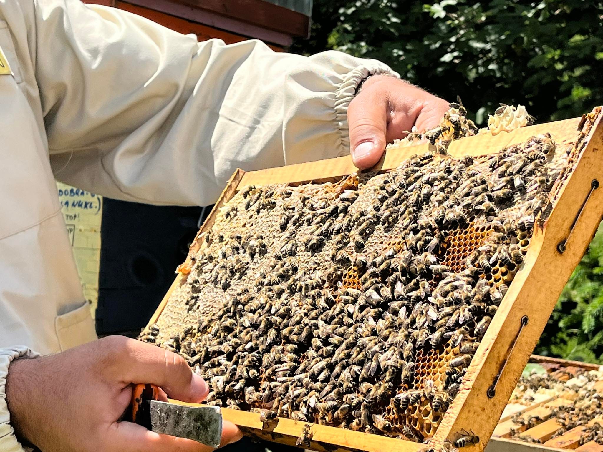 BiH odlučila stati na kraj alarmantnom izumiranju pčela: Medonosni vrtovi širom države