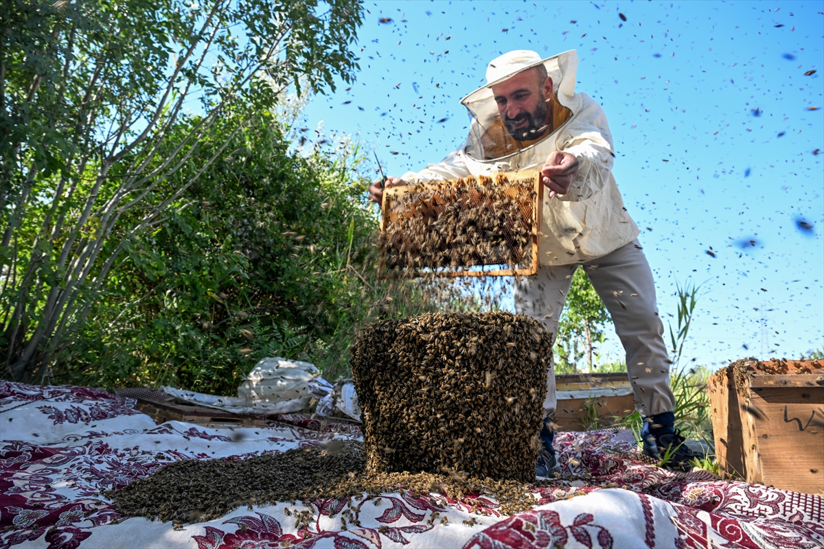 Pomor pčela u Mostaru! Mostarski pčelari proživljavaju pravu agoniju