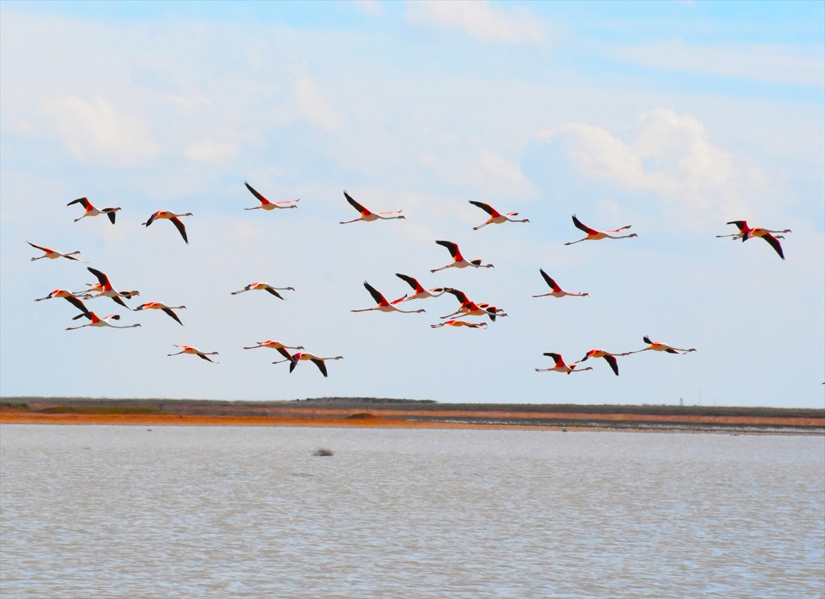 PREKRASNA PRIRODA Hiljade rozih ptica na "jezeru soli"