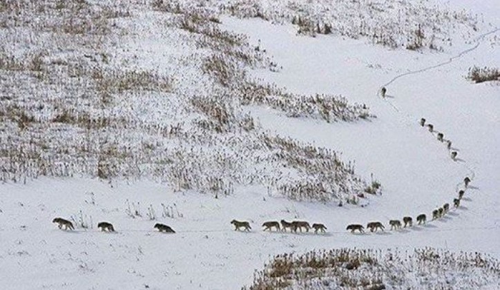 Čopori sve češće prilaze selima: Drvarčani u strahu od vukova!