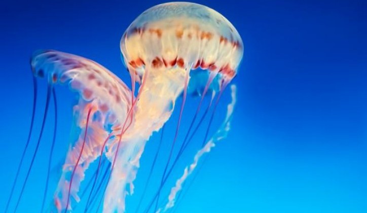 Briljantnost bez mozga: Zapanjujuća sposobnost učenja kod meduza