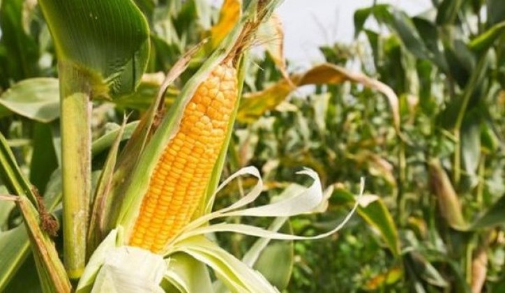 EU odobrila upotrebu GMO kukuruza u ishrani stoke
